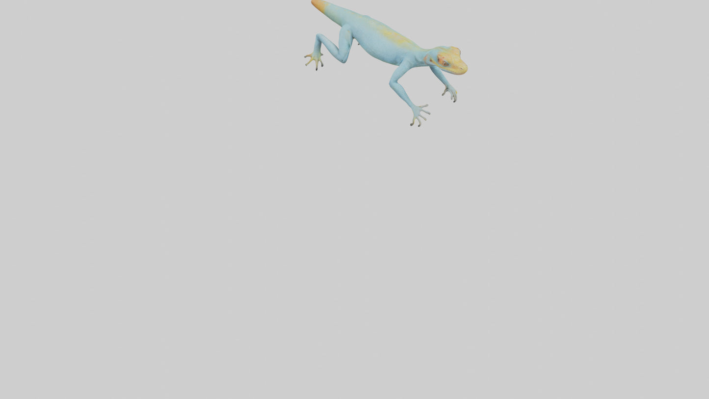 Collared Lizard running model VR / AR / low-poly