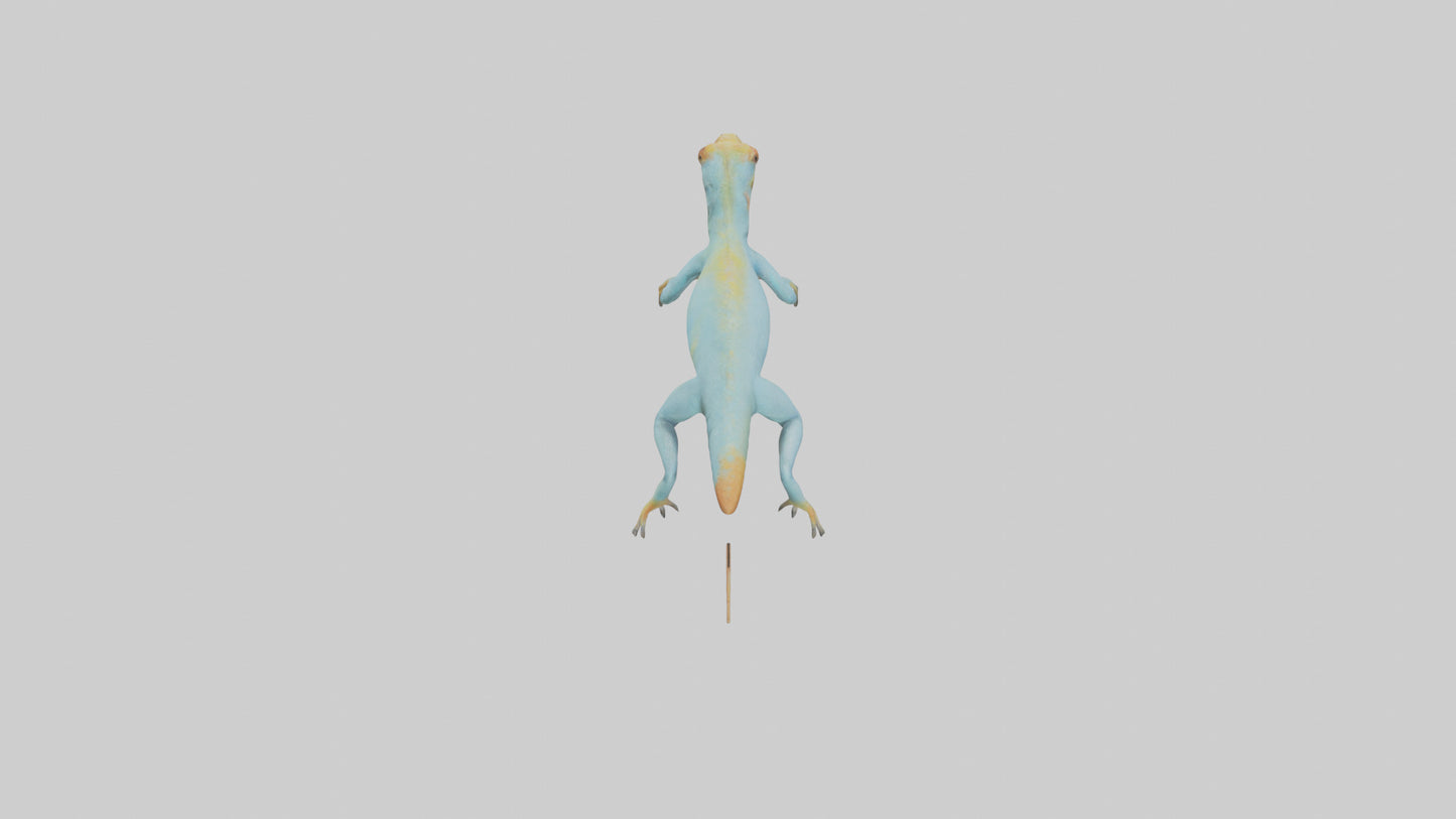 Collared Lizard running model VR / AR / low-poly