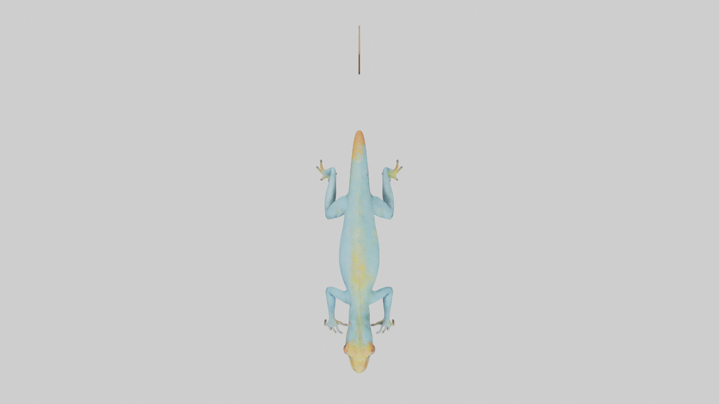 Collared Lizard running model VR / AR / low-poly