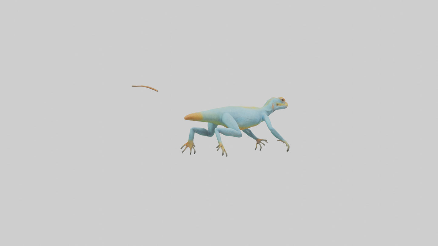 Collared Lizard running model VR / AR / low-poly