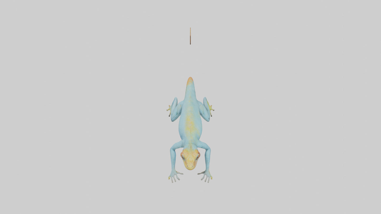 Collared Lizard running model VR / AR / low-poly