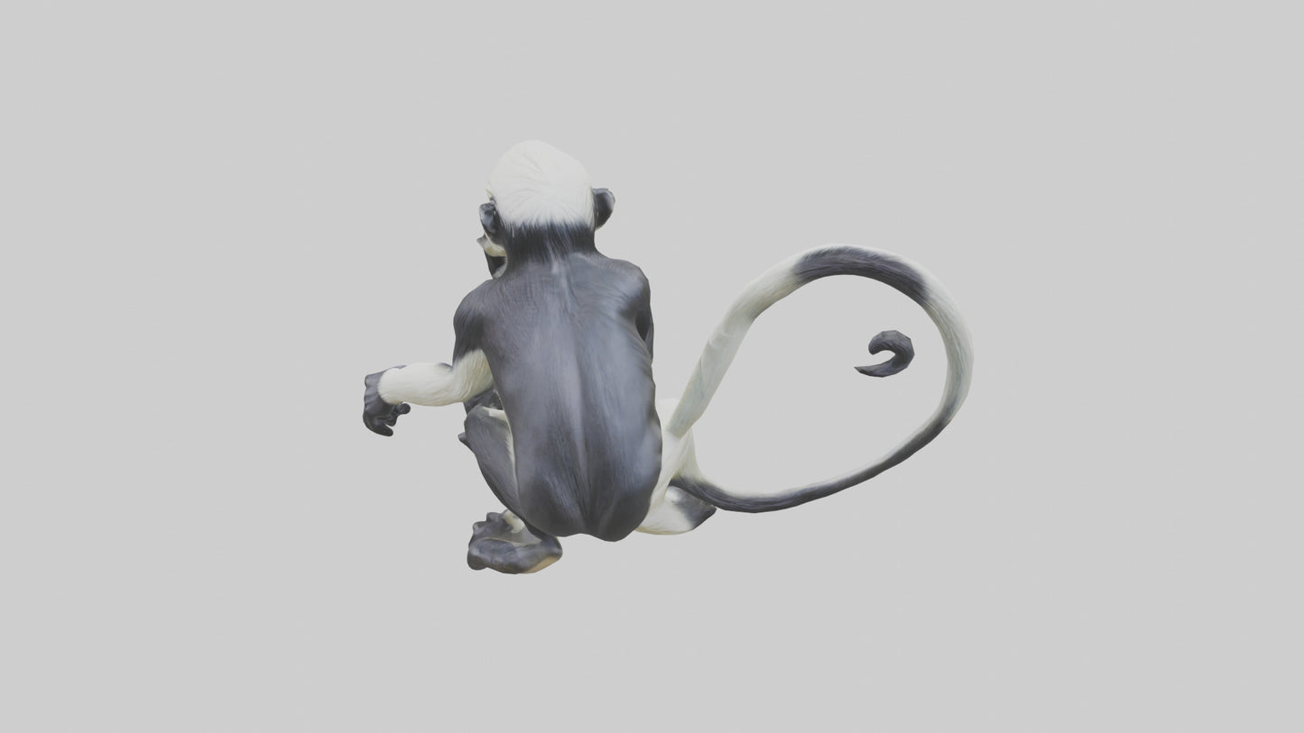 Colobus Monkey statue model VR / AR / low-poly