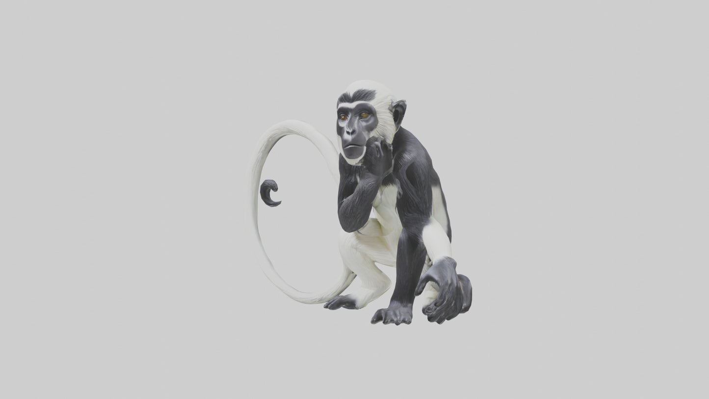 Colobus Monkey statue model VR / AR / low-poly