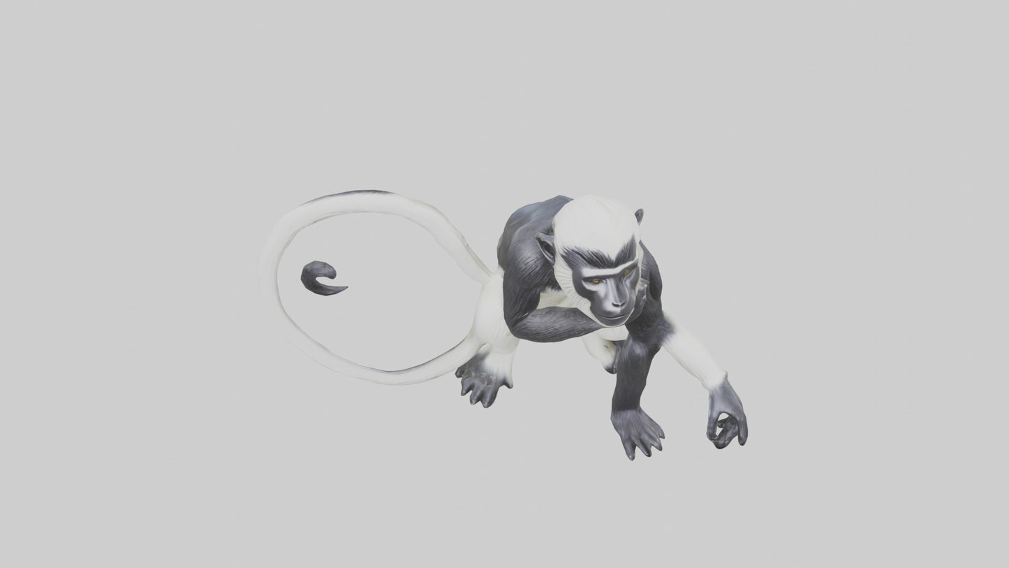 Colobus Monkey statue model VR / AR / low-poly