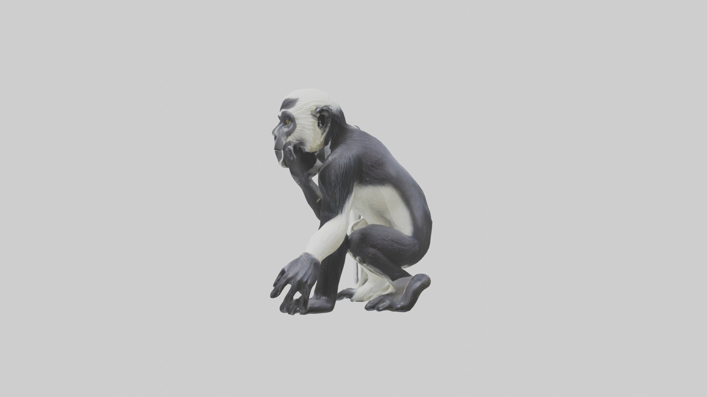 Colobus Monkey statue model VR / AR / low-poly