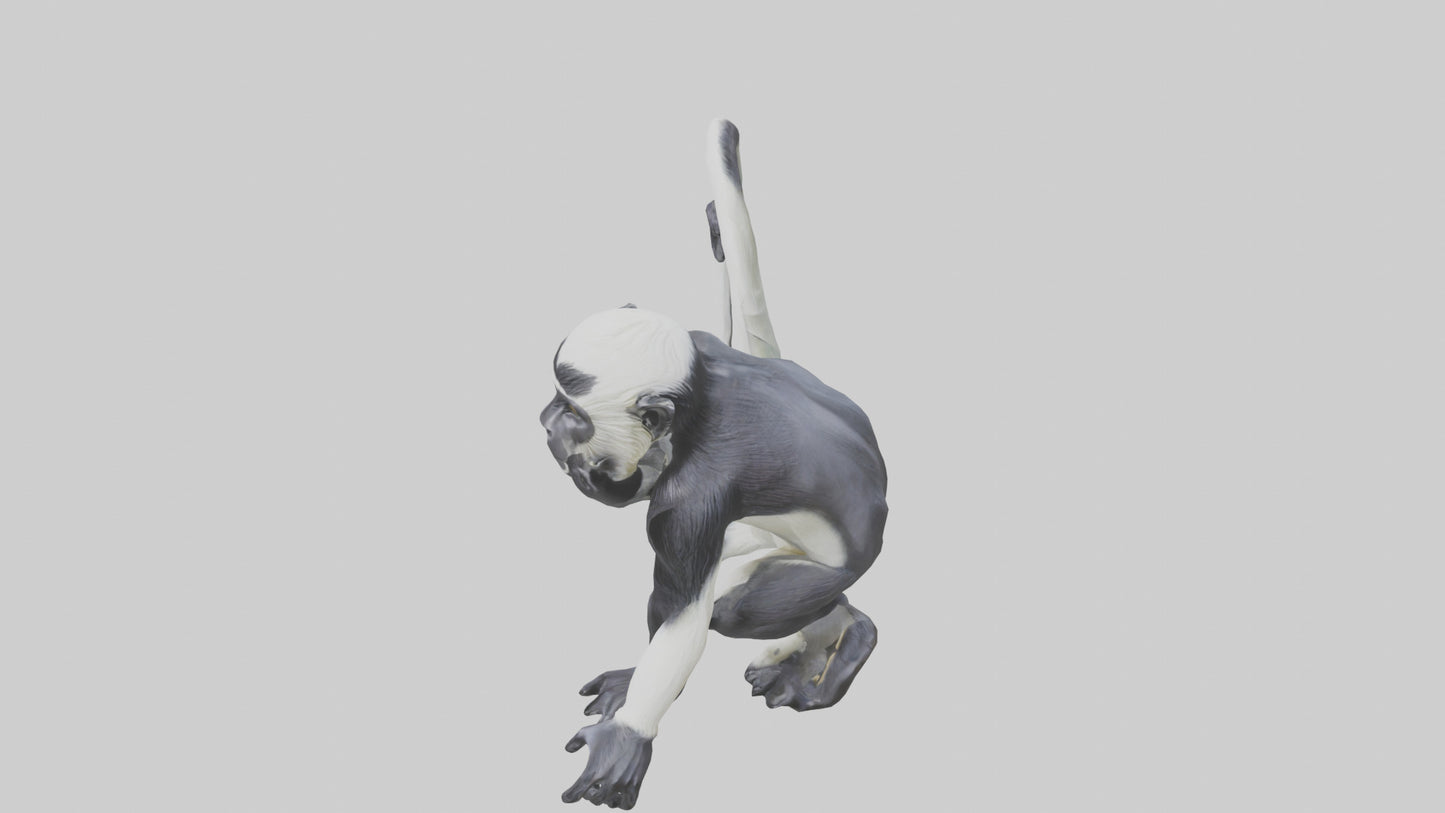 Colobus Monkey statue model VR / AR / low-poly