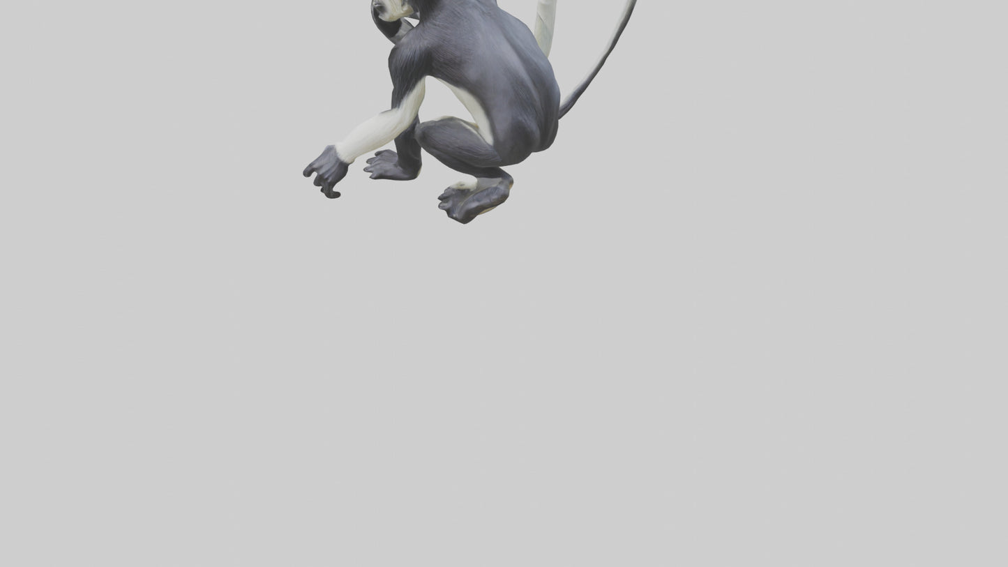 Colobus Monkey statue model VR / AR / low-poly