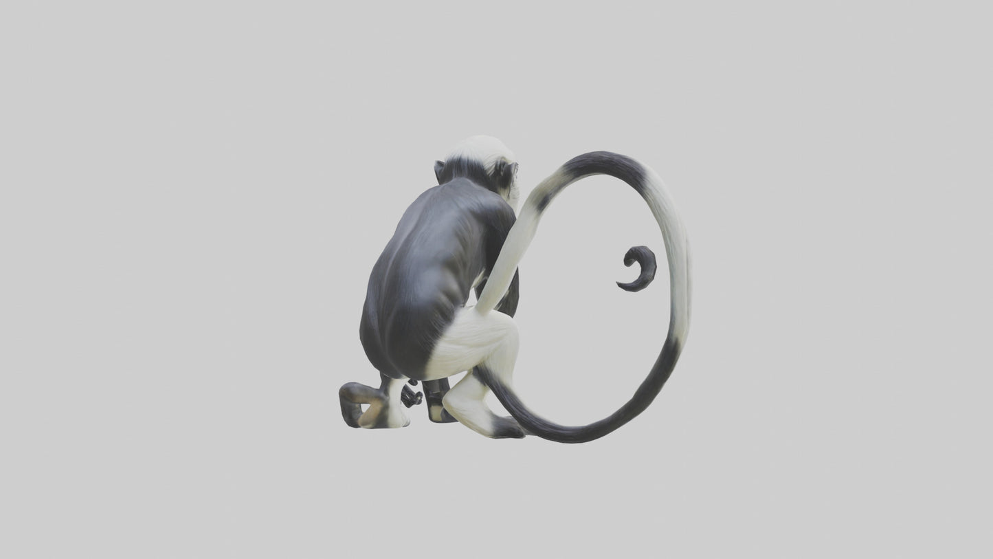 Colobus Monkey statue model VR / AR / low-poly