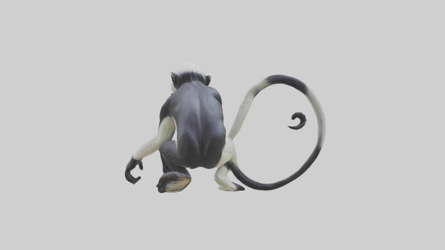 Colobus Monkey statue model VR / AR / low-poly