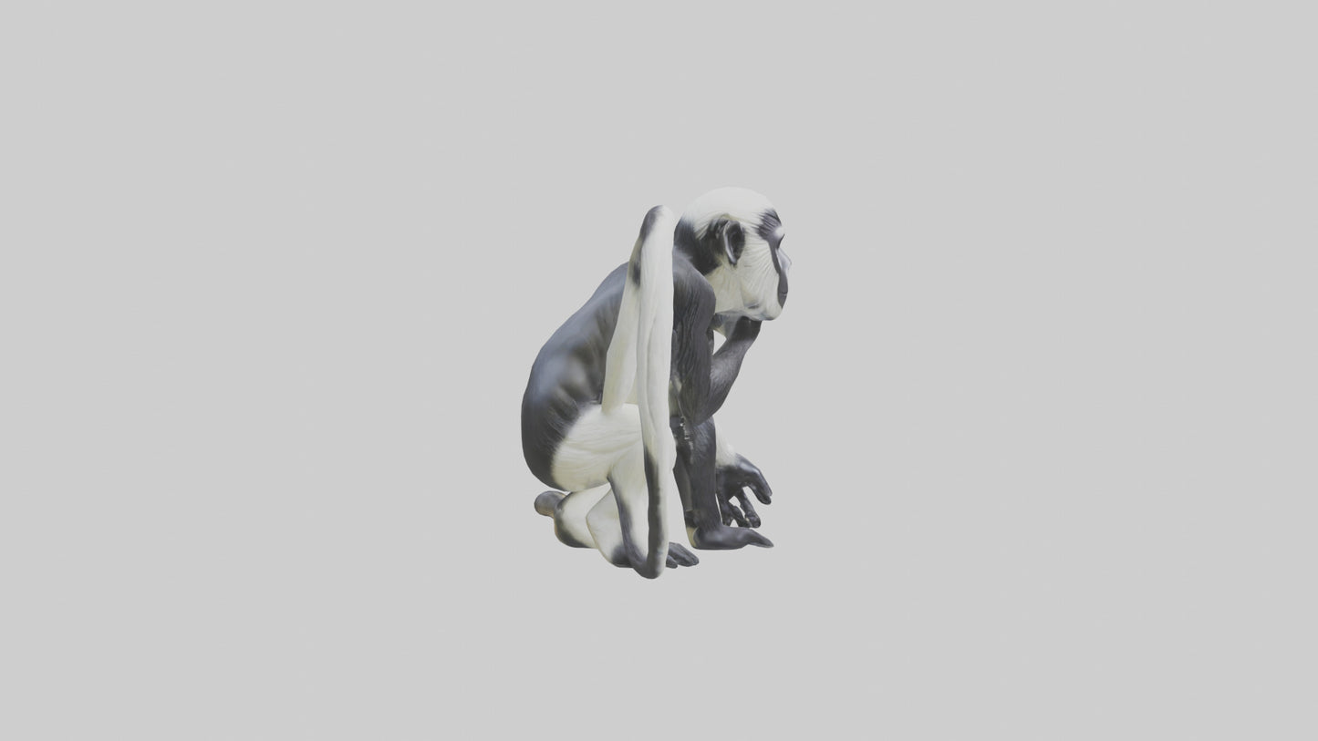 Colobus Monkey statue model VR / AR / low-poly