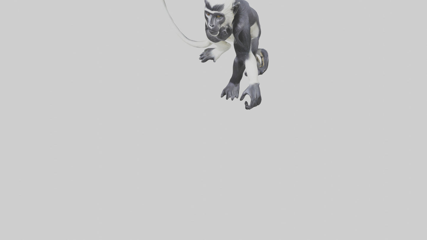 Colobus Monkey statue model VR / AR / low-poly