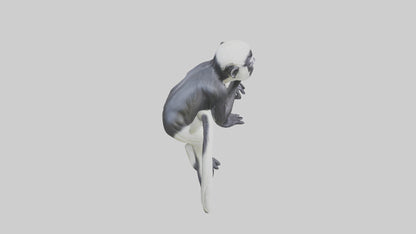 Colobus Monkey statue model VR / AR / low-poly