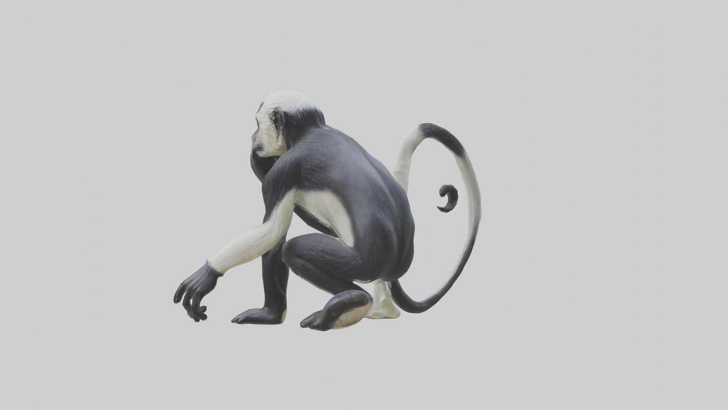Colobus Monkey statue model VR / AR / low-poly
