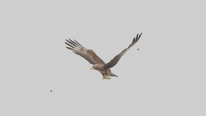 Common Buzzard circling model VR / AR / low-poly