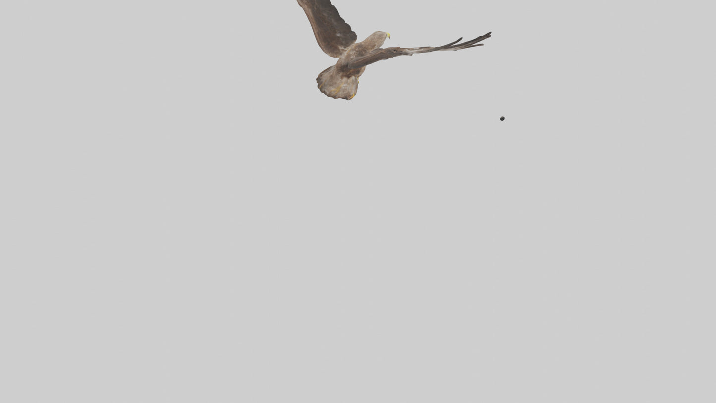 Common Buzzard circling model VR / AR / low-poly