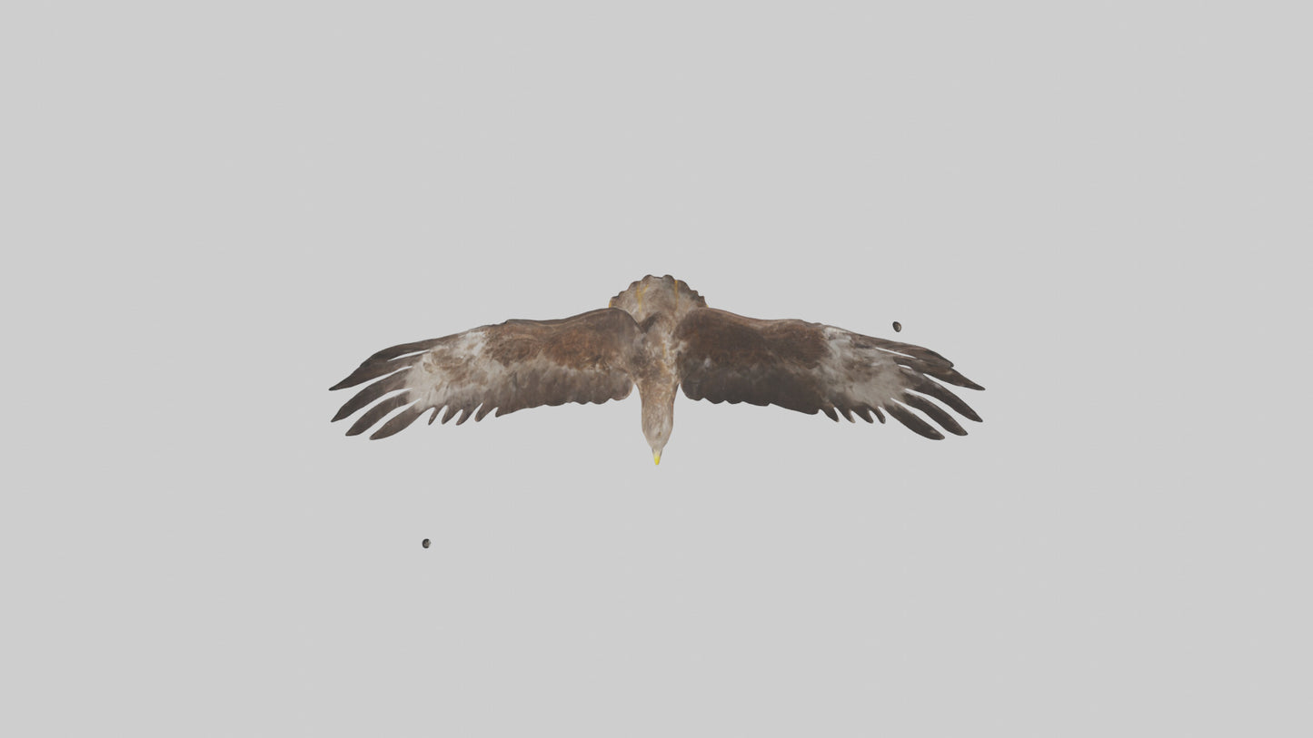 Common Buzzard circling model VR / AR / low-poly