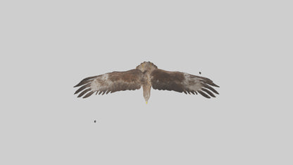 Common Buzzard circling model VR / AR / low-poly