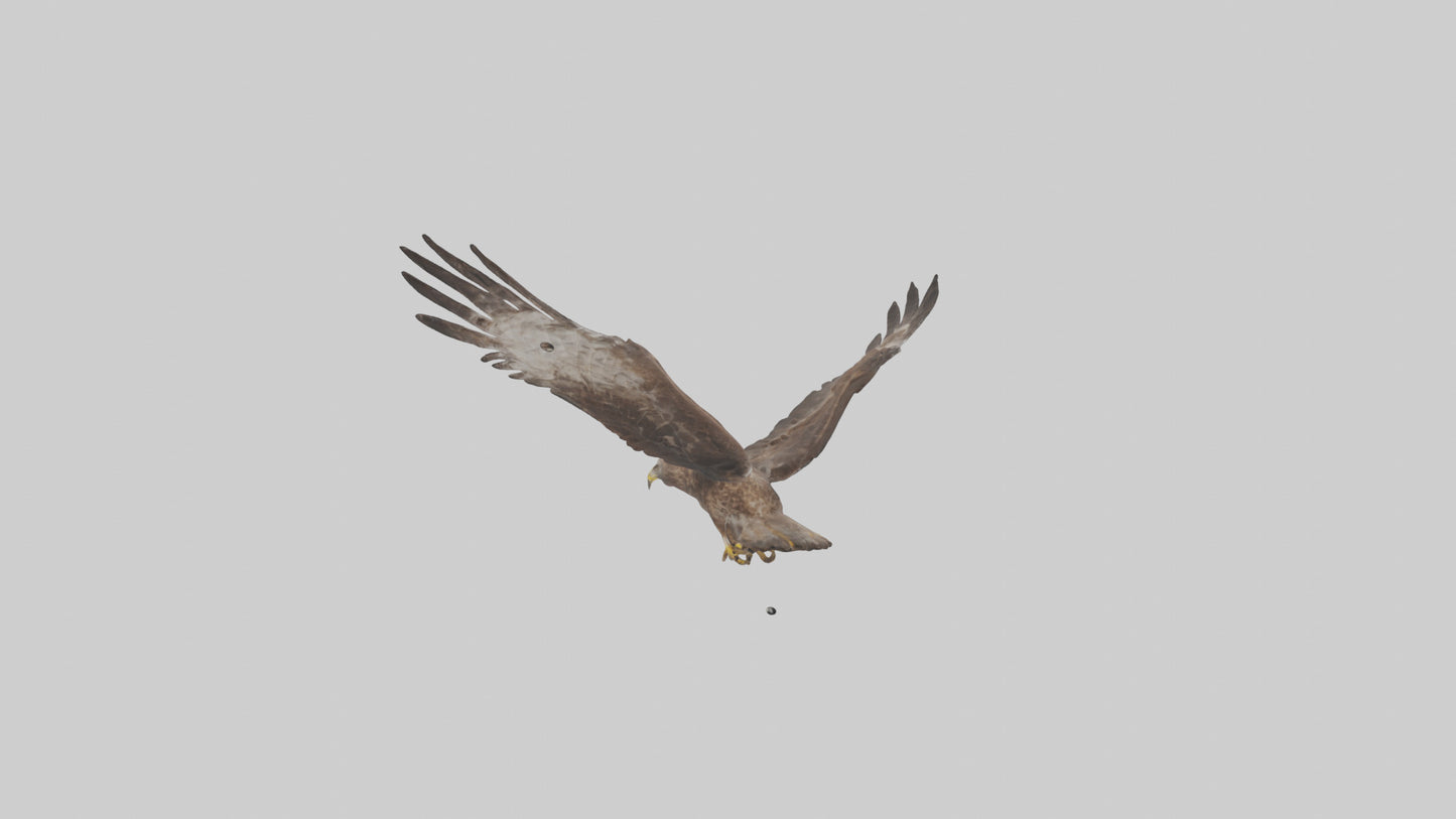 Common Buzzard circling model VR / AR / low-poly