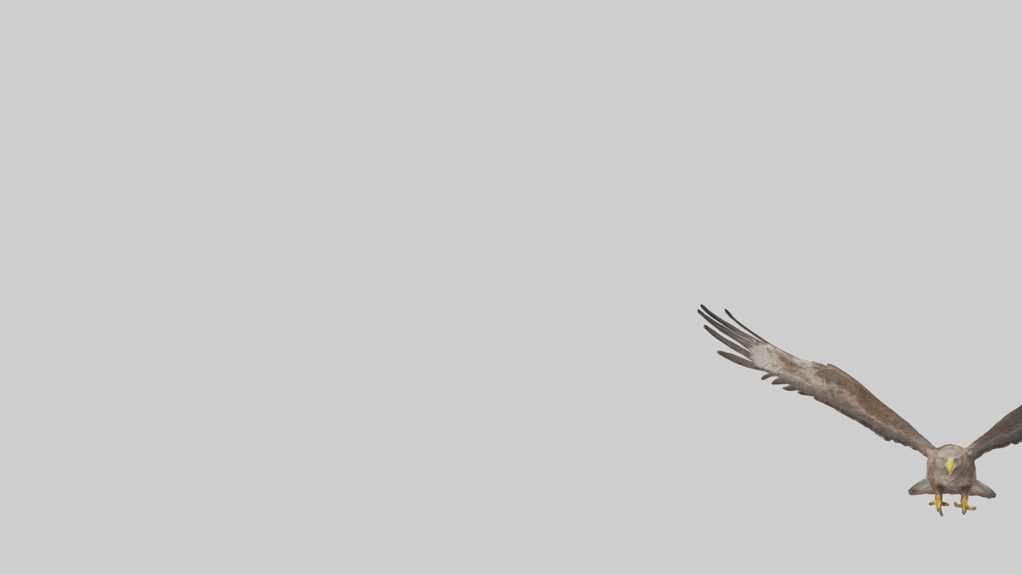 Common Buzzard circling model VR / AR / low-poly
