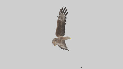 Common Buzzard circling model VR / AR / low-poly