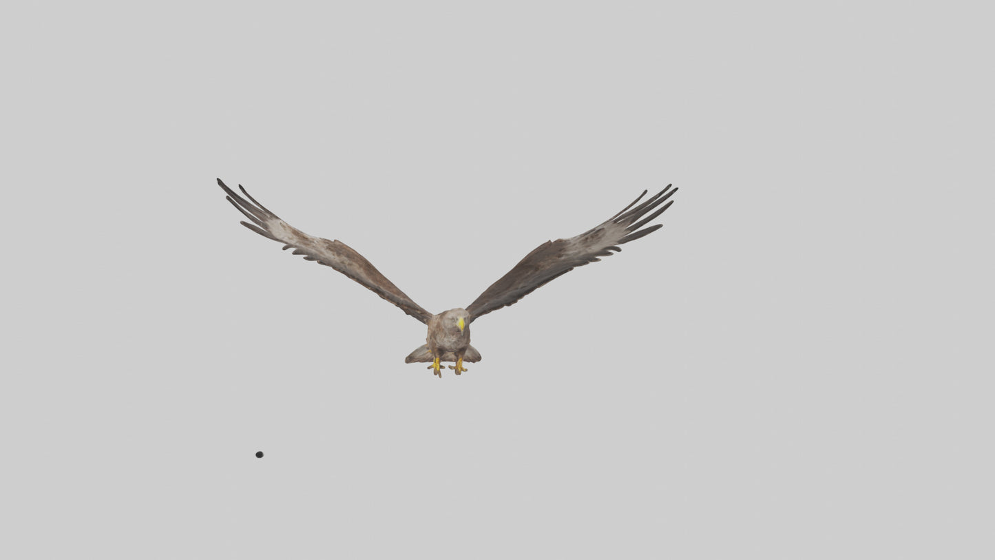 Common Buzzard circling model VR / AR / low-poly