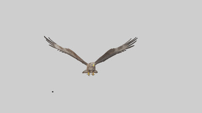 Common Buzzard circling model VR / AR / low-poly