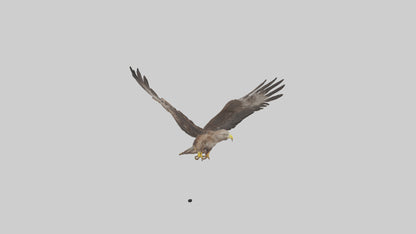 Common Buzzard circling model VR / AR / low-poly