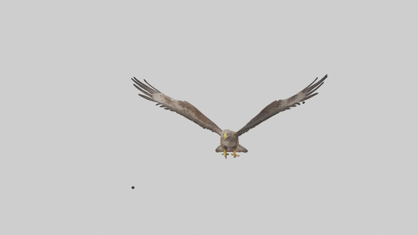 Common Buzzard circling model VR / AR / low-poly