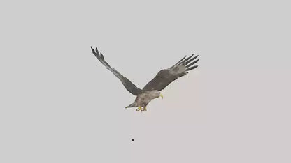 Common Buzzard circling model VR / AR / low-poly