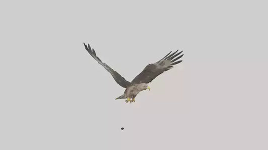 Common Buzzard circling model VR / AR / low-poly