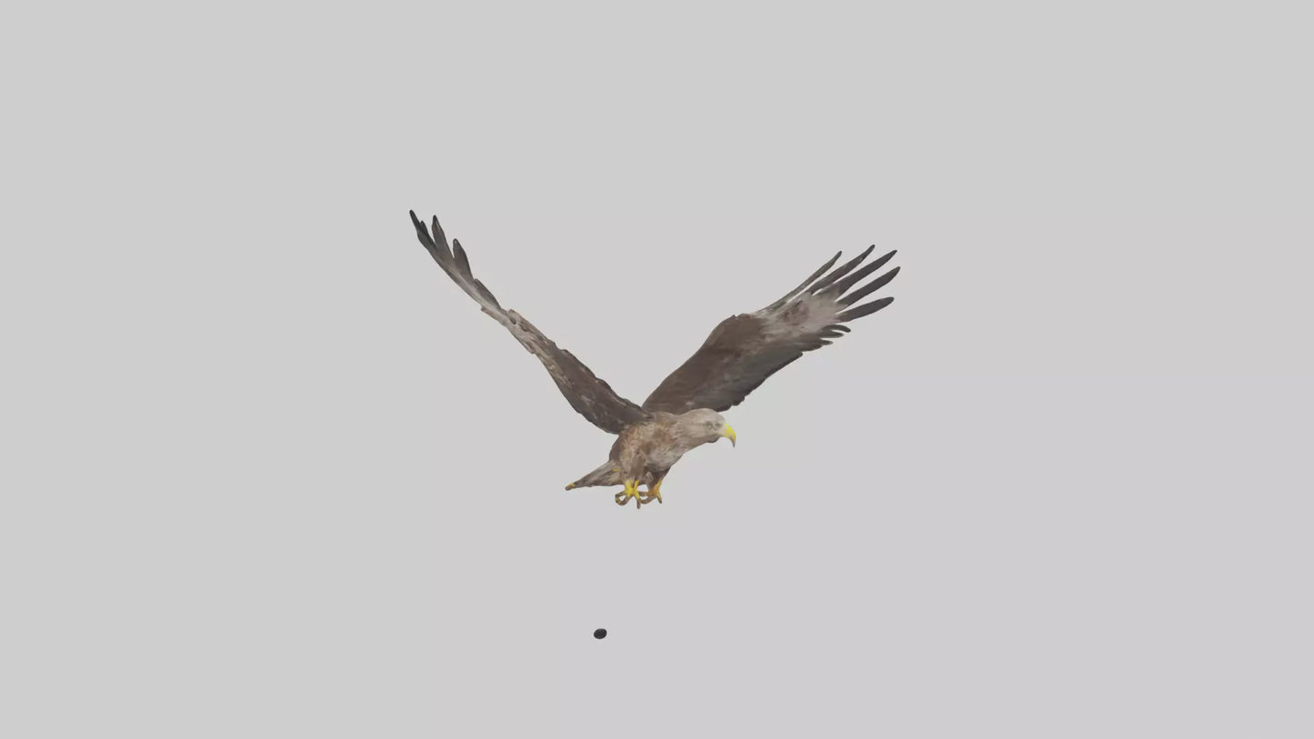 Common Buzzard circling model VR / AR / low-poly