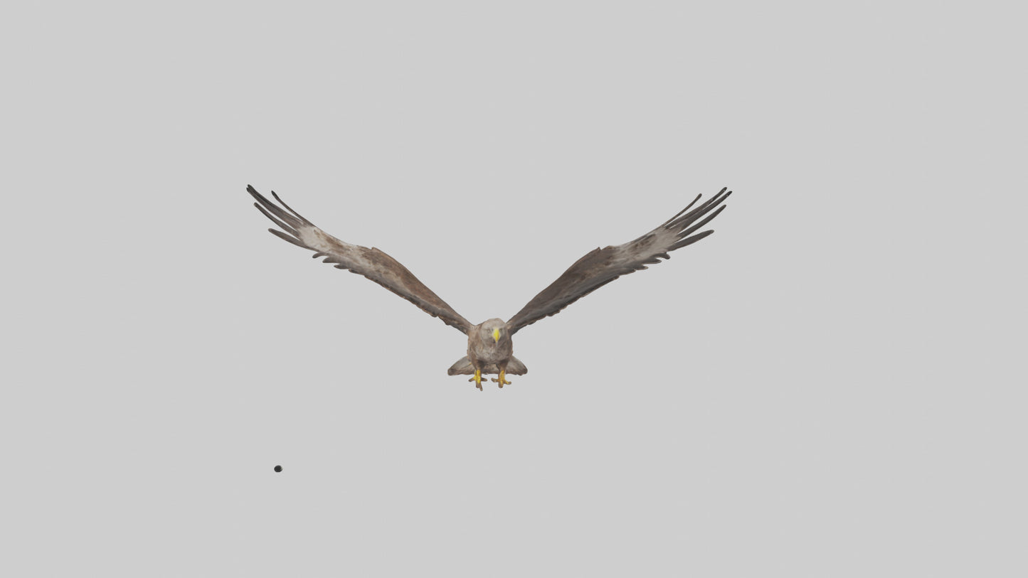 Common Buzzard circling model VR / AR / low-poly