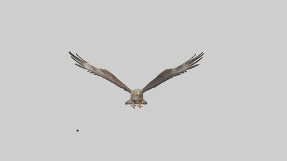 Common Buzzard circling model VR / AR / low-poly