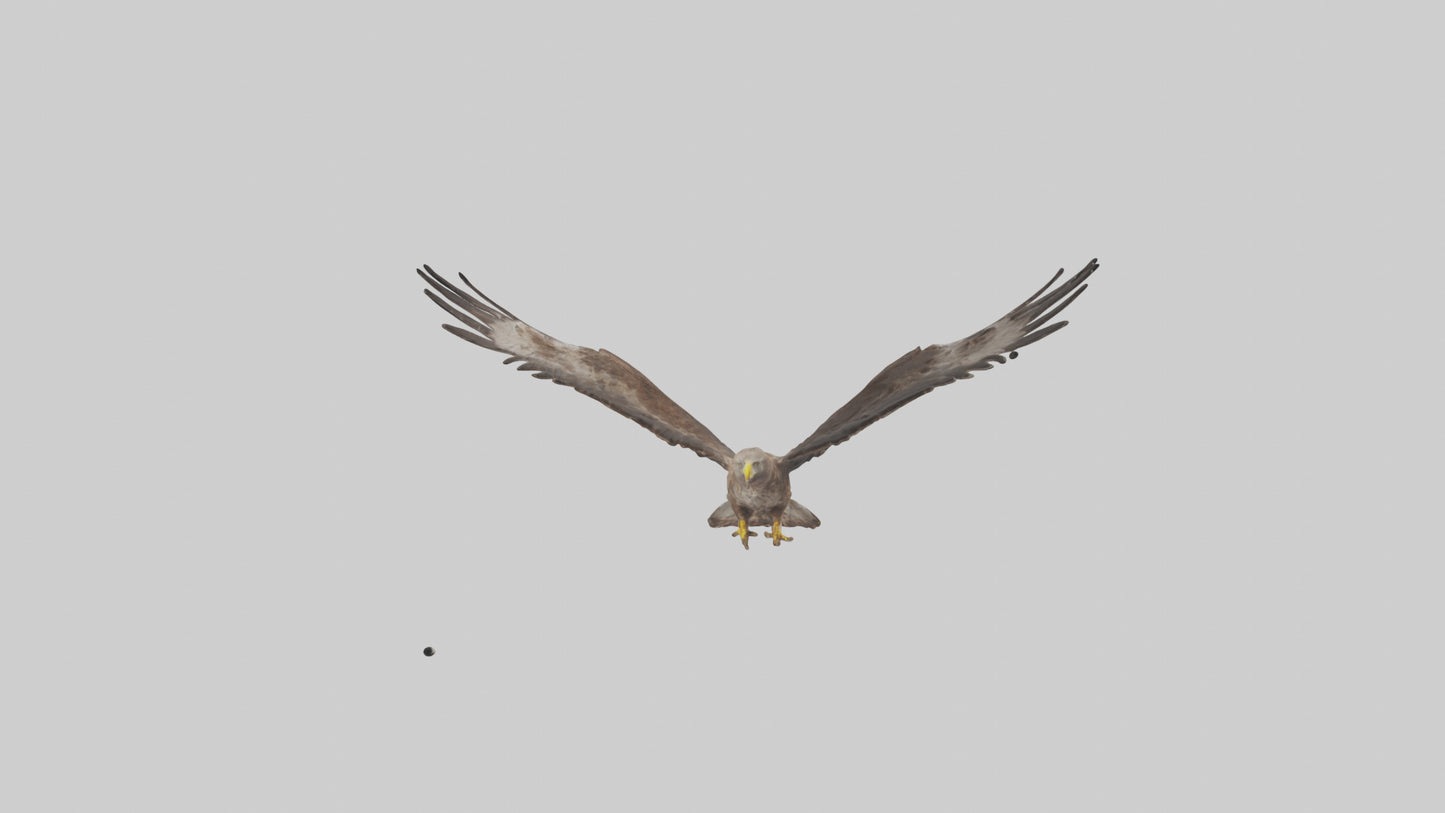 Common Buzzard circling model VR / AR / low-poly