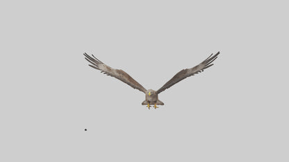 Common Buzzard circling model VR / AR / low-poly