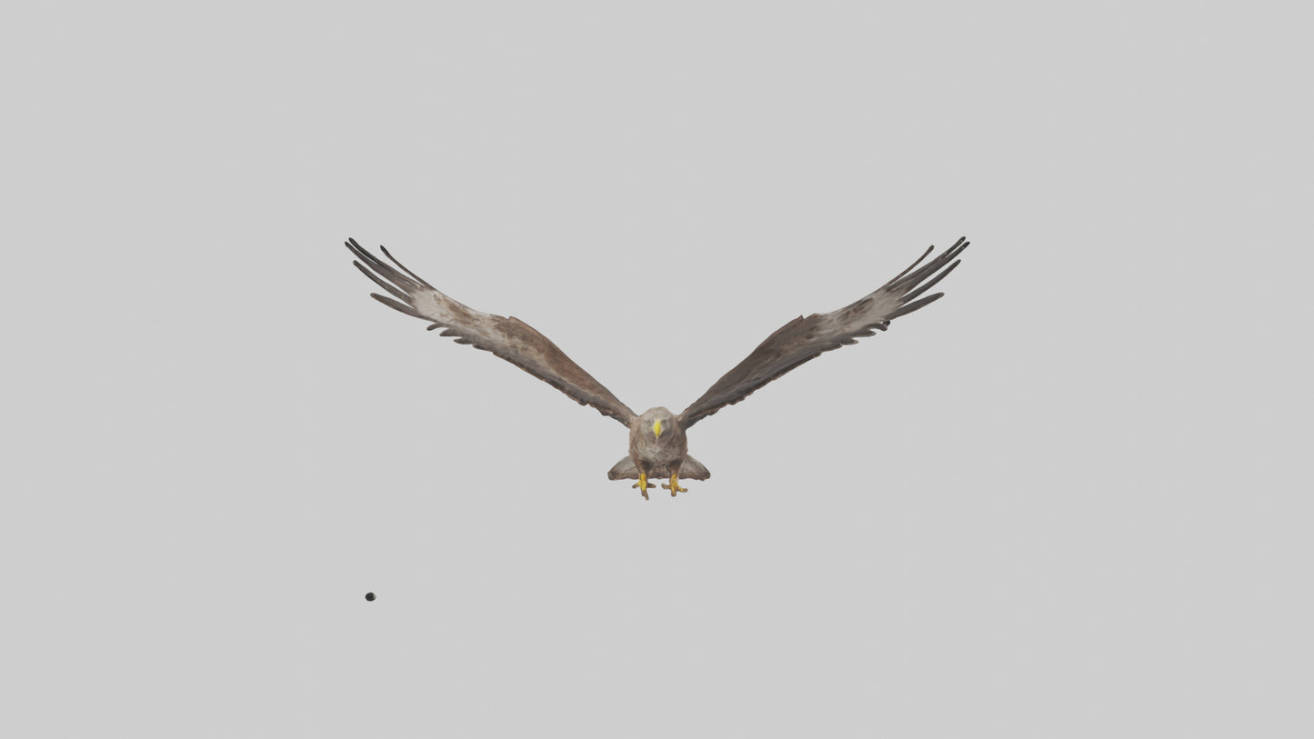 Common Buzzard circling model VR / AR / low-poly