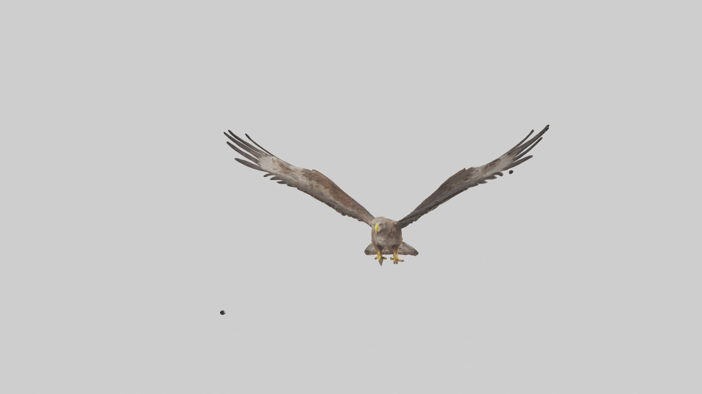Common Buzzard circling model VR / AR / low-poly