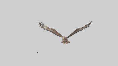 Common Buzzard circling model VR / AR / low-poly