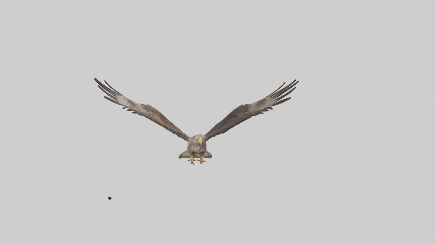 Common Buzzard circling model VR / AR / low-poly