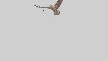 Common Buzzard circling model VR / AR / low-poly