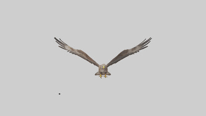 Common Buzzard circling model VR / AR / low-poly