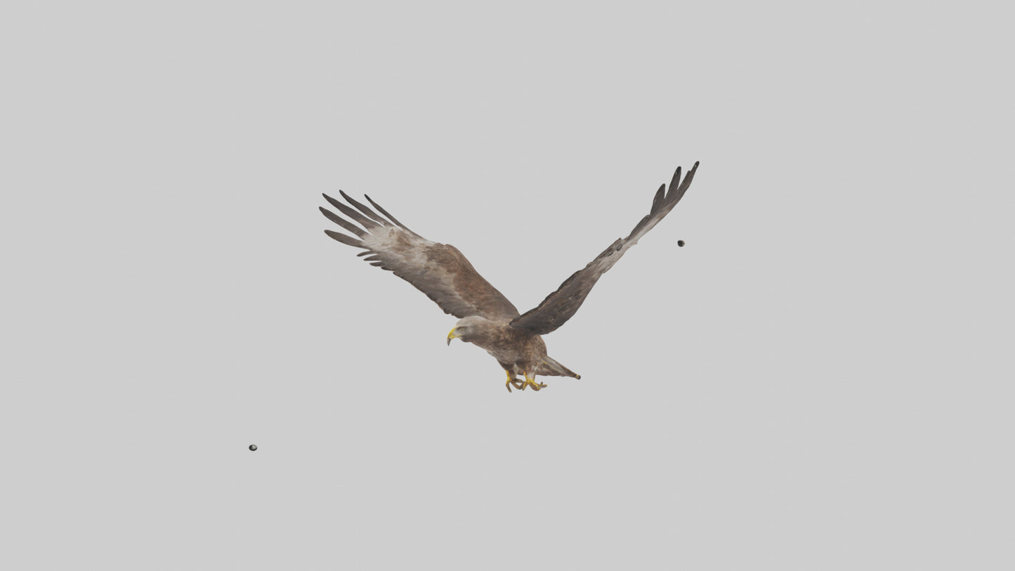 Common Buzzard circling model VR / AR / low-poly