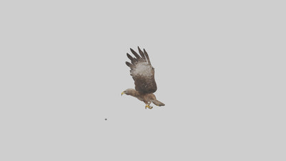 Common Buzzard circling model VR / AR / low-poly
