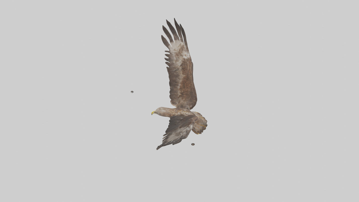 Common Buzzard circling model VR / AR / low-poly