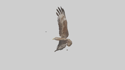 Common Buzzard circling model VR / AR / low-poly