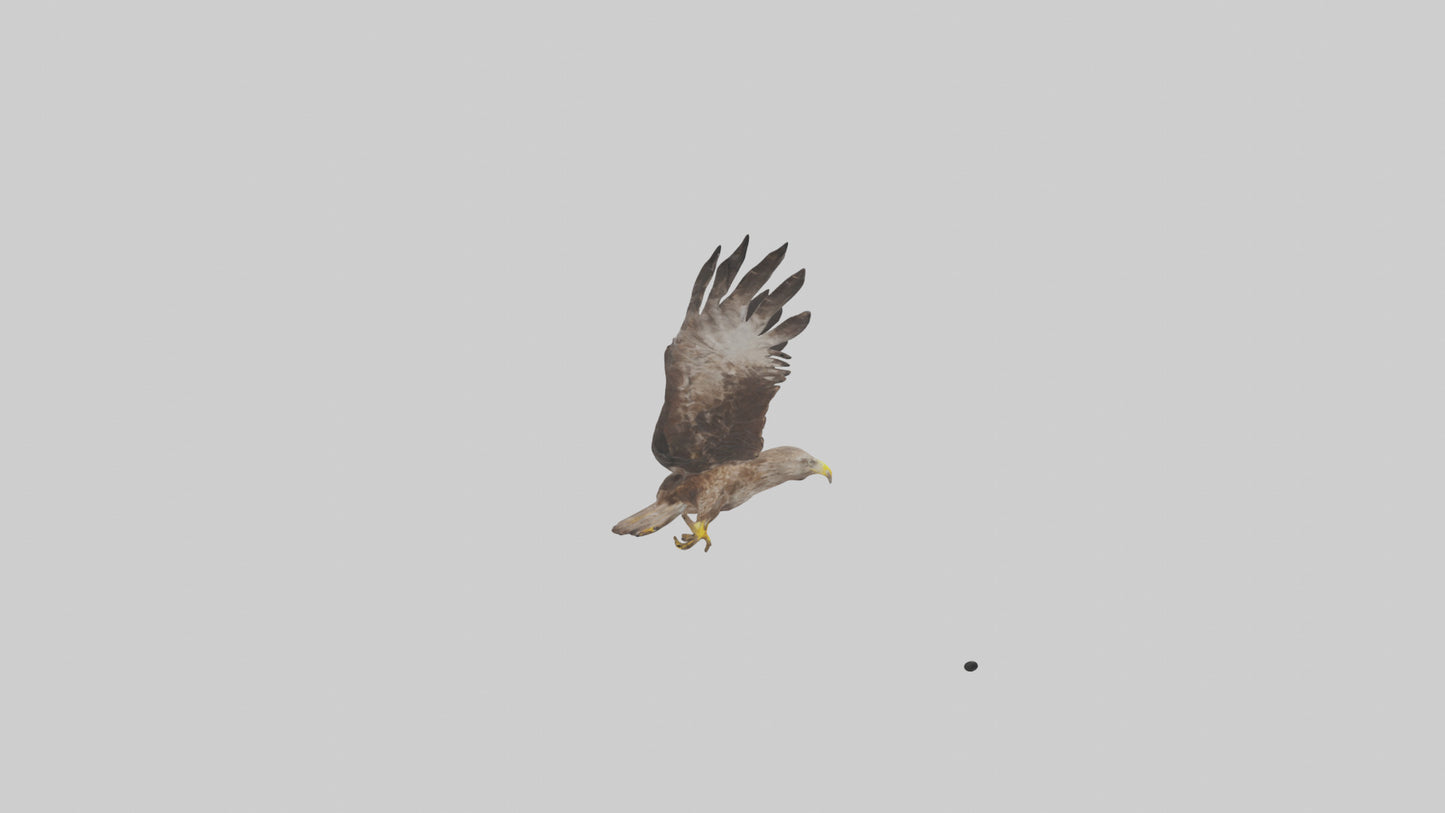 Common Buzzard circling model VR / AR / low-poly