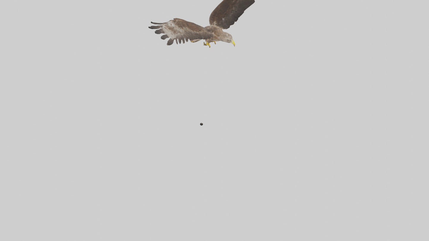 Common Buzzard circling model VR / AR / low-poly