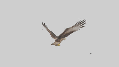 Common Buzzard circling model VR / AR / low-poly