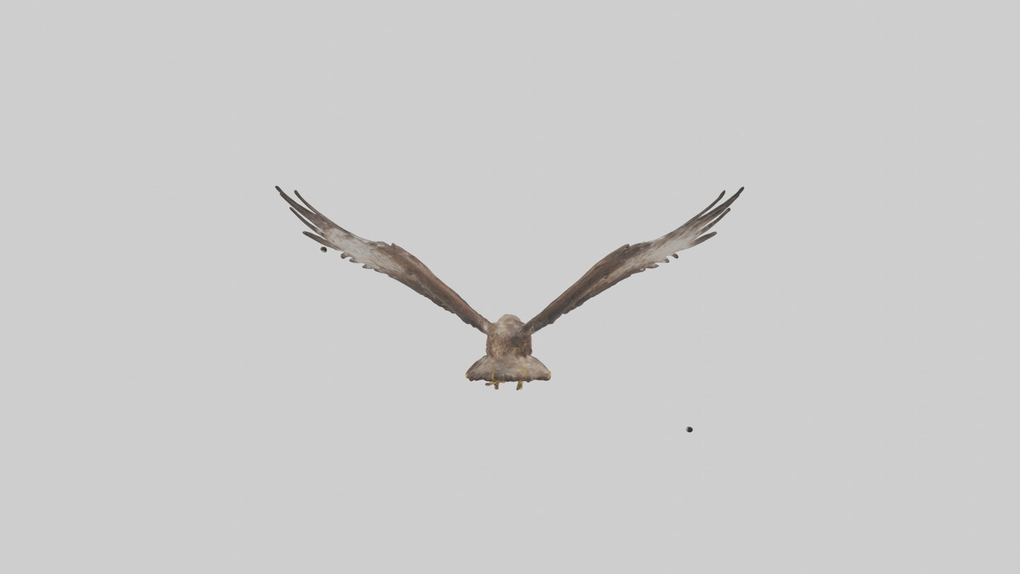Common Buzzard circling model VR / AR / low-poly