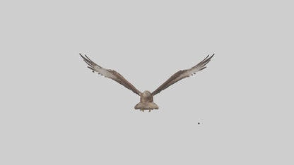 Common Buzzard circling model VR / AR / low-poly